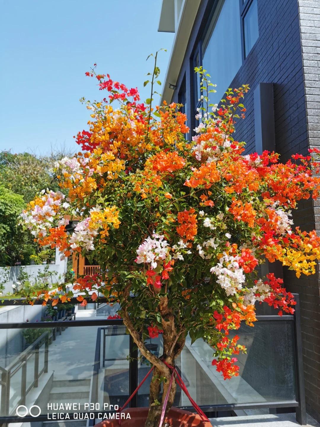 Người đ&agrave;n &ocirc;ng khoe ban c&ocirc;ng hoa giấy đẹp "nghẹt thở", d&acirc;n mạng chỉ để lại một b&igrave;nh luận: "Ước g&igrave; được l&agrave;m h&agrave;ng x&oacute;m!"- Ảnh 4.
