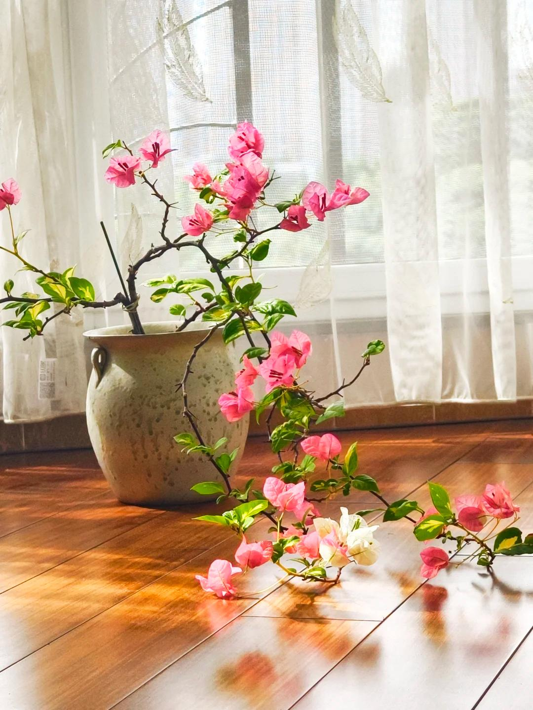 Người đ&agrave;n &ocirc;ng khoe ban c&ocirc;ng hoa giấy đẹp "nghẹt thở", d&acirc;n mạng chỉ để lại một b&igrave;nh luận: "Ước g&igrave; được l&agrave;m h&agrave;ng x&oacute;m!"- Ảnh 7.