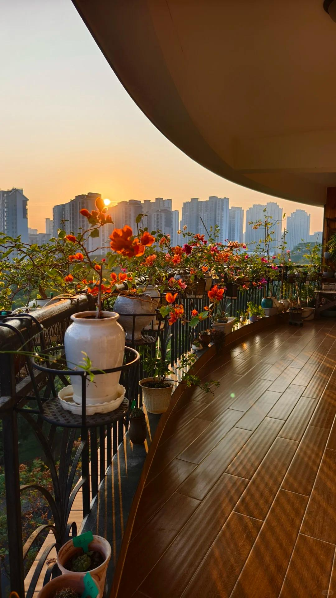 Người đ&agrave;n &ocirc;ng khoe ban c&ocirc;ng hoa giấy đẹp "nghẹt thở", d&acirc;n mạng chỉ để lại một b&igrave;nh luận: "Ước g&igrave; được l&agrave;m h&agrave;ng x&oacute;m!"- Ảnh 3.