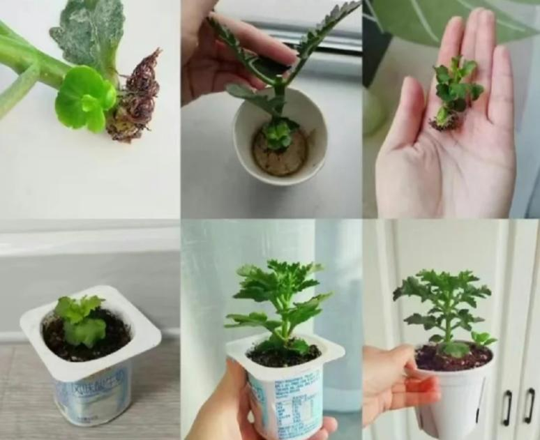 Chỉ mất 1 năm, người phụ nữ trồng c&acirc;y sống đời th&agrave;nh "c&acirc;y cổ thụ" cao gần 1 m&eacute;t, nở hoa k&iacute;n t&aacute;n: B&iacute; quyết h&oacute;a ra lại rất đơn giản - Ảnh 2.