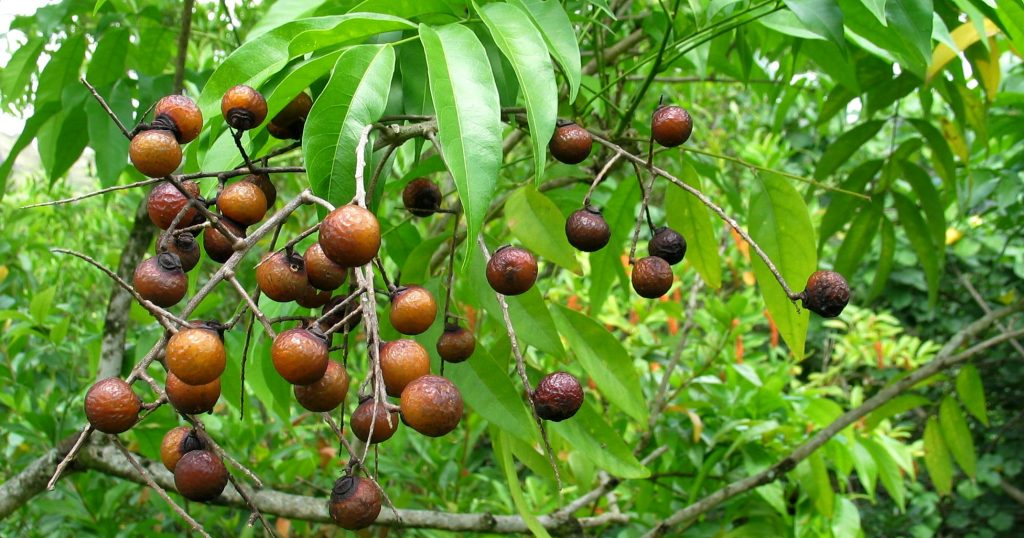 Vì sao nói "ngậm bồ hòn làm ngọt"? Bồ hòn là gì?- Ảnh 2.