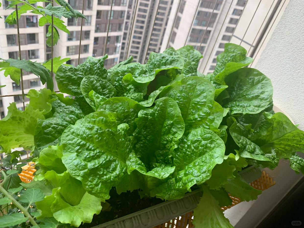 Chỉ với ban c&ocirc;ng 1m&sup2;, người phụ nữ tạo n&ecirc;n vườn rau xanh mướt sau 3 th&aacute;ng: B&iacute; quyết tận dụng kh&ocirc;ng gian khiến nhiều người muốn l&agrave;m theo - Ảnh 3.
