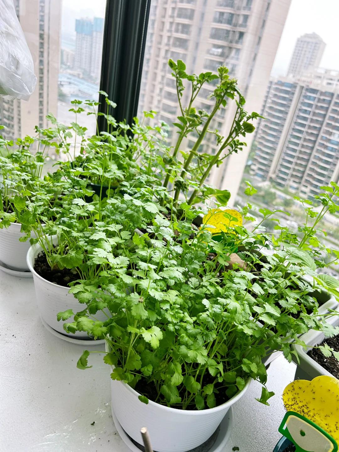 Chỉ với ban c&ocirc;ng 1m&sup2;, người phụ nữ tạo n&ecirc;n vườn rau xanh mướt sau 3 th&aacute;ng: B&iacute; quyết tận dụng kh&ocirc;ng gian khiến nhiều người muốn l&agrave;m theo - Ảnh 7.