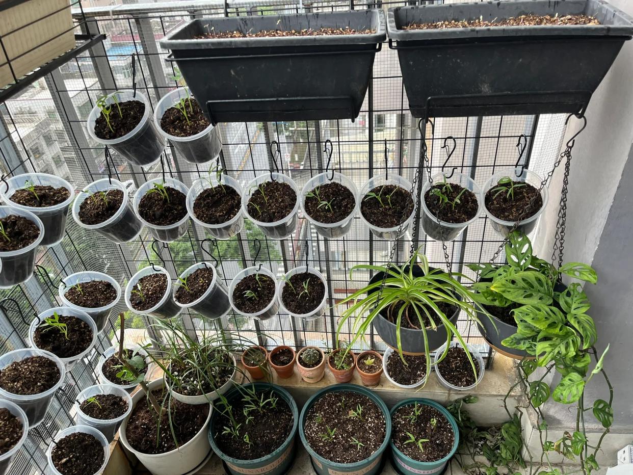 Chỉ với ban c&ocirc;ng 1m&sup2;, người phụ nữ tạo n&ecirc;n vườn rau xanh mướt sau 3 th&aacute;ng: B&iacute; quyết tận dụng kh&ocirc;ng gian khiến nhiều người muốn l&agrave;m theo - Ảnh 2.