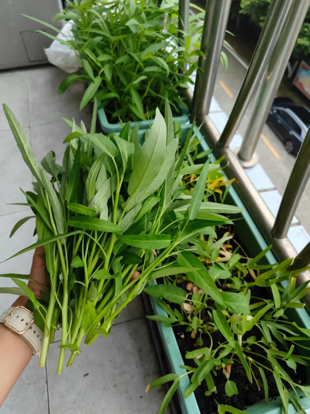 Chỉ với ban c&ocirc;ng 1m&sup2;, người phụ nữ tạo n&ecirc;n vườn rau xanh mướt sau 3 th&aacute;ng: B&iacute; quyết tận dụng kh&ocirc;ng gian khiến nhiều người muốn l&agrave;m theo - Ảnh 4.