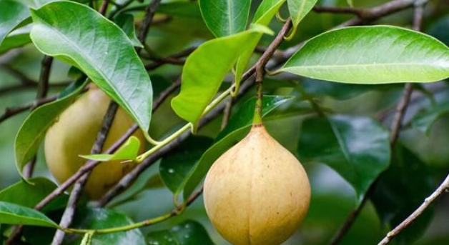 Đắt hơn sầu ri&ecirc;ng, Việt Nam trồng được một loại &lsquo;sản vật&rsquo; đắt đỏ thứ 3 thế giới: Gi&aacute; gần 8.000 USD/tấn, &iacute;t nhất 3 năm mới cho thu hoạch- Ảnh 1.