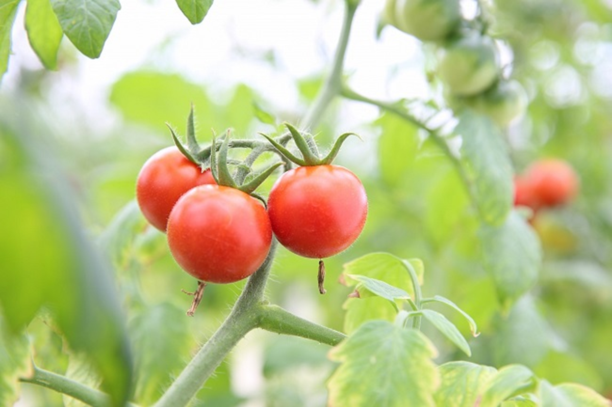 Mỹ đ&aacute;nh gi&aacute; l&agrave; loại quả "tốt nhất thế giới", Việt Nam b&aacute;n đầy chợ nhưng &iacute;t người biết gi&aacute; trị thật - Ảnh 1.
