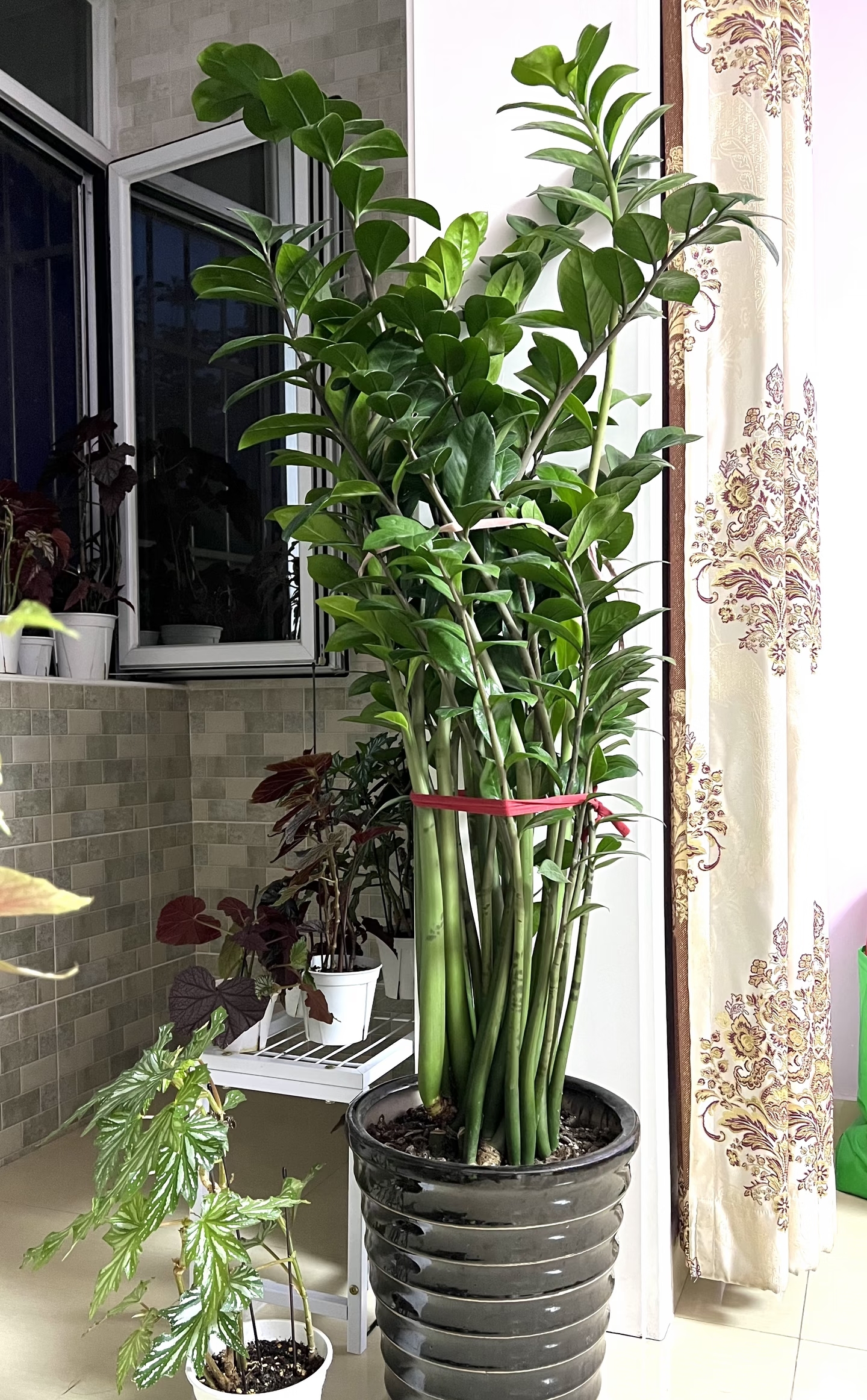 C&acirc;y kim tiền được nhiều gia đ&igrave;nh y&ecirc;u th&iacute;ch v&igrave; đẹp v&agrave; mang &yacute; nghĩa t&agrave;i lộc, nhưng c&oacute; 5 sự thật khiến kh&ocirc;ng &iacute;t người mua về rồi mới hối hận- Ảnh 2.
