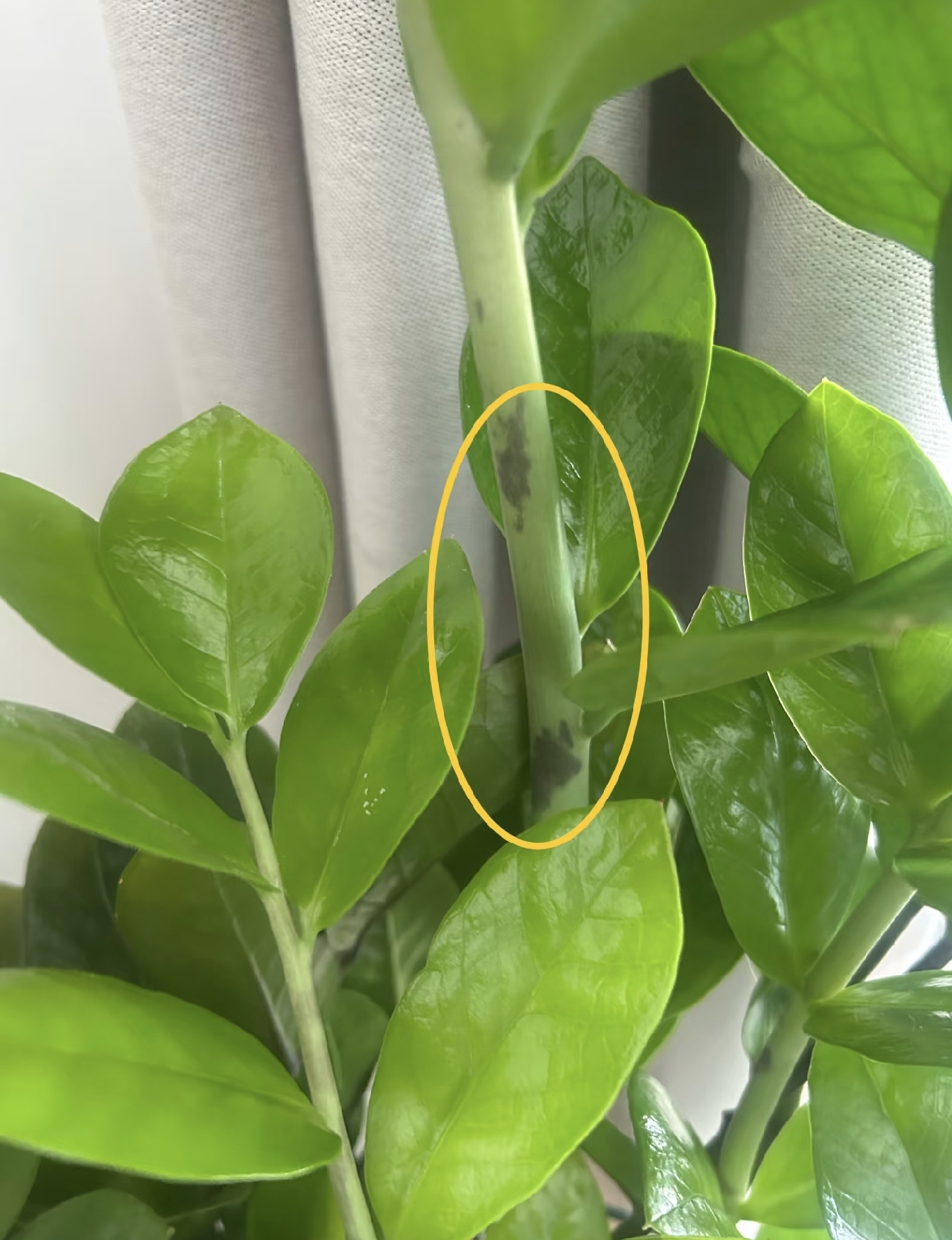 C&acirc;y kim tiền được nhiều gia đ&igrave;nh y&ecirc;u th&iacute;ch v&igrave; đẹp v&agrave; mang &yacute; nghĩa t&agrave;i lộc, nhưng c&oacute; 5 sự thật khiến kh&ocirc;ng &iacute;t người mua về rồi mới hối hận- Ảnh 5.