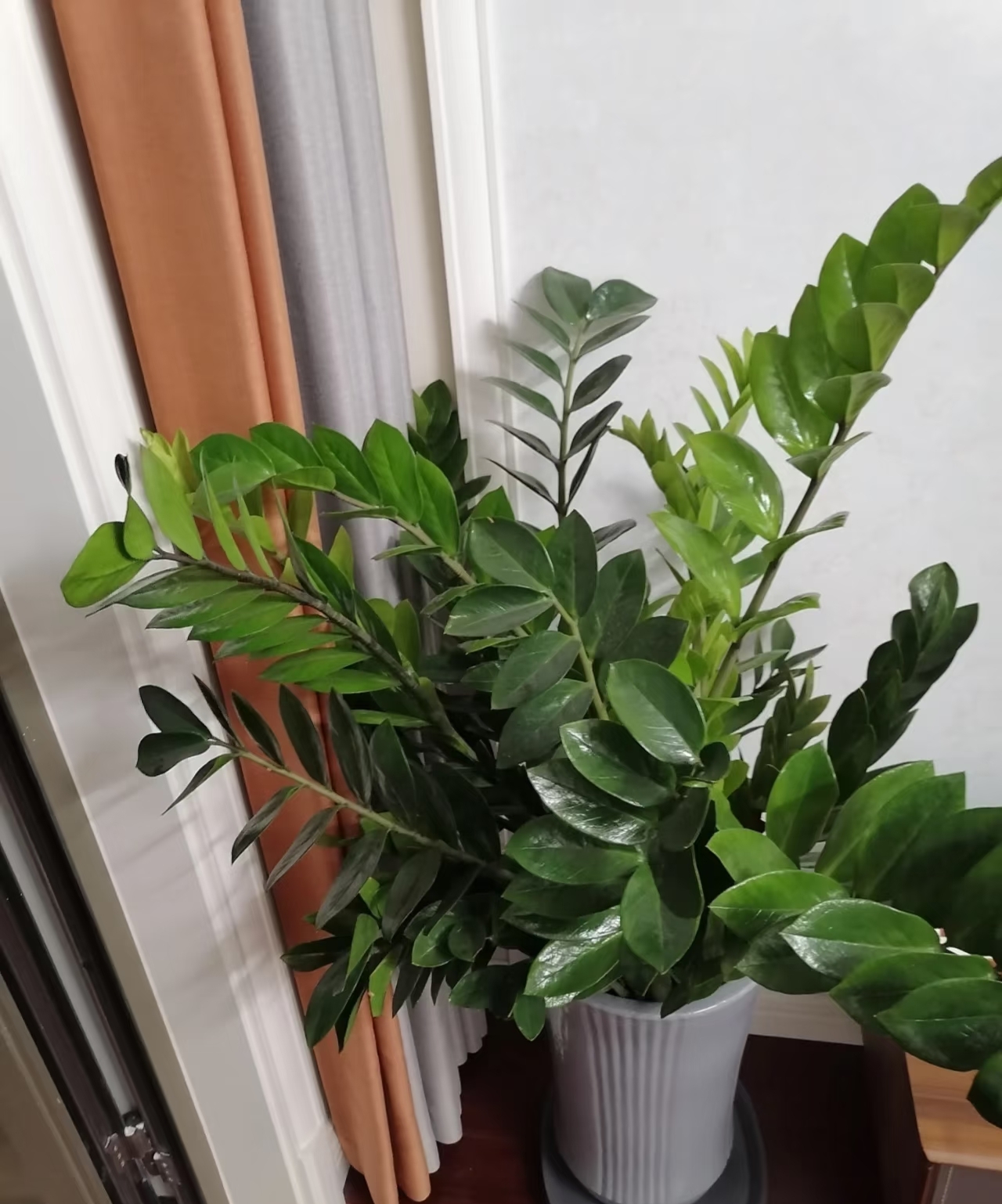C&acirc;y kim tiền được nhiều gia đ&igrave;nh y&ecirc;u th&iacute;ch v&igrave; đẹp v&agrave; mang &yacute; nghĩa t&agrave;i lộc, nhưng c&oacute; 5 sự thật khiến kh&ocirc;ng &iacute;t người mua về rồi mới hối hận- Ảnh 3.