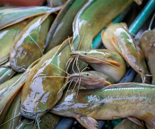 Loại c&aacute; c&oacute; vẻ ngo&agrave;i giản dị l&agrave; cả một thế giới m&oacute;n ngon, rất gi&agrave;u omega-3 v&agrave; protein - Ảnh 1.