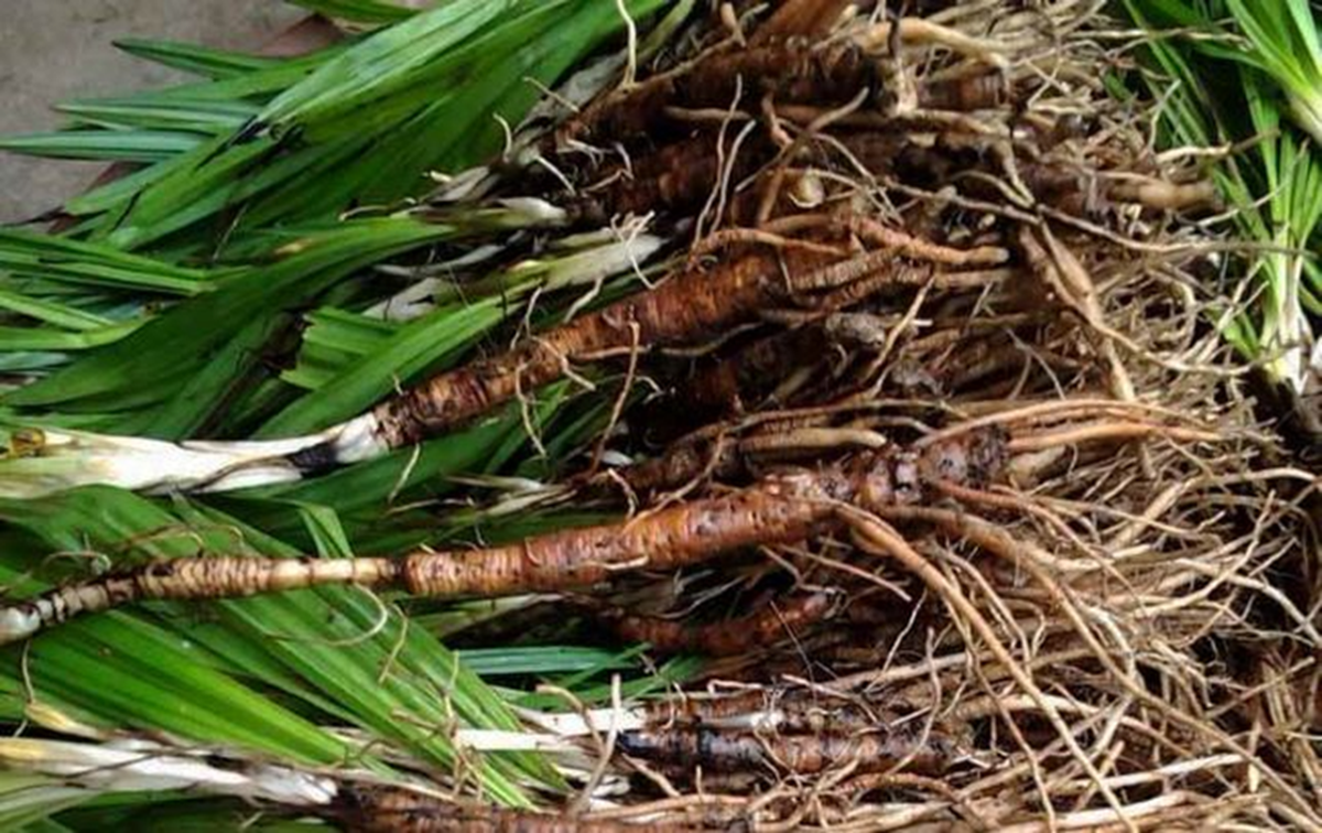 Lo&agrave;i c&acirc;y dại mọc bờ r&agrave;o xưa kh&ocirc;ng ai "ng&oacute;", nay nửa triệu đồng/kg vẫn c&oacute; người mua - Ảnh 3.
