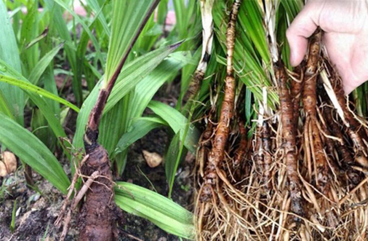 Lo&agrave;i c&acirc;y dại mọc bờ r&agrave;o xưa kh&ocirc;ng ai "ng&oacute;", nay nửa triệu đồng/kg vẫn c&oacute; người mua - Ảnh 1.
