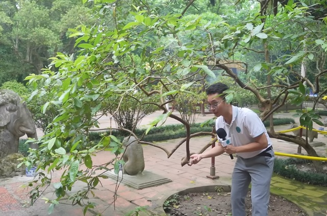 C&acirc;y ổi "biết cười&rdquo; khoảng 93 tuổi ở Thanh H&oacute;a: Biết c&aacute;ch g&atilde;i đ&uacute;ng mới chịu... cười- Ảnh 1.