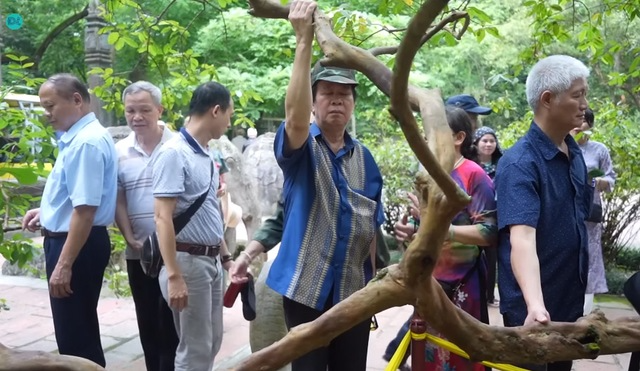 C&acirc;y ổi "biết cười&rdquo; khoảng 93 tuổi ở Thanh H&oacute;a: Biết c&aacute;ch g&atilde;i đ&uacute;ng mới chịu... cười- Ảnh 2.