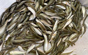 Loại c&aacute; c&oacute; vẻ ngo&agrave;i giản dị l&agrave; cả một thế giới m&oacute;n ngon, rất gi&agrave;u omega-3 v&agrave; protein - Ảnh 6.