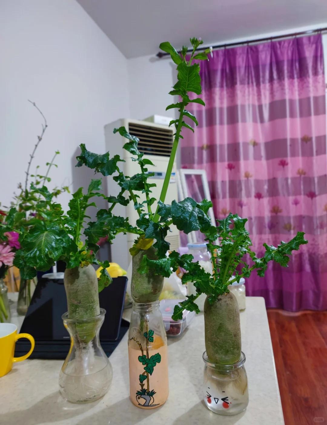 Chi chưa đến 10.000 đồng, người phụ nữ tạo được chậu c&acirc;y khiến cư d&acirc;n mạng đồng loạt hỏi c&aacute;ch l&agrave;m- Ảnh 6.