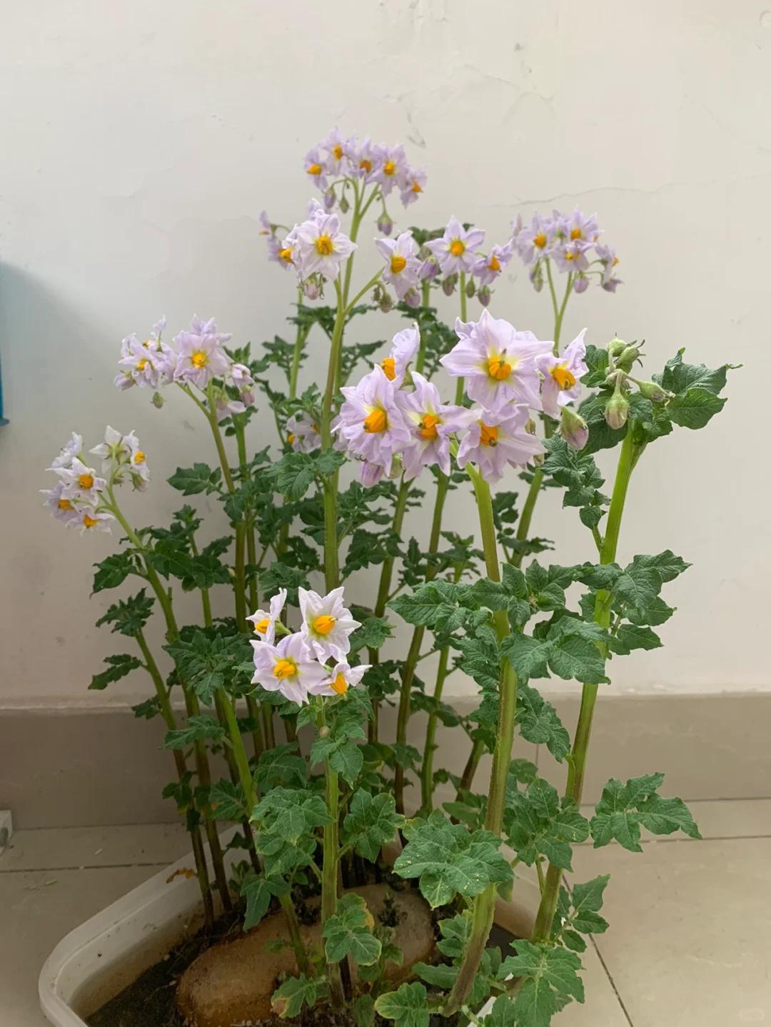 Chi chưa đến 10.000 đồng, người phụ nữ tạo được chậu c&acirc;y khiến cư d&acirc;n mạng đồng loạt hỏi c&aacute;ch l&agrave;m- Ảnh 5.