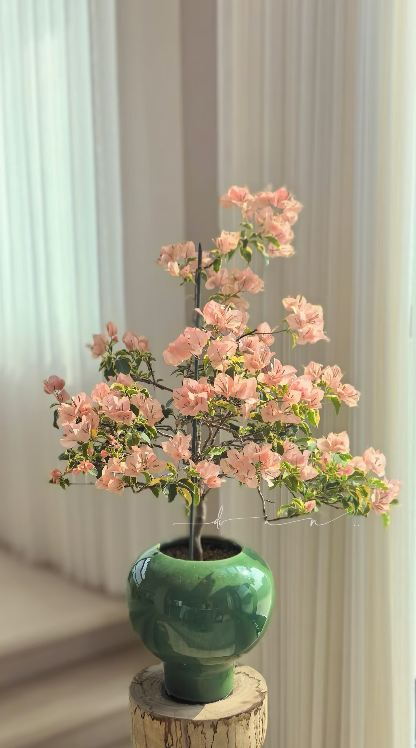 T&ocirc;i học được 4 mẹo trồng hoa "0 đồng" từ cư d&acirc;n mạng: Kh&ocirc;ng cần mua nhiều vẫn c&oacute; ban c&ocirc;ng xanh mướt, hoa nở rực rỡ- Ảnh 3.