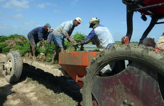Việt Nam mang sang một thứ chưa từng có, Cuba hồi sinh những cánh đồng từng tuyệt vọng, lúa cao gần 1,8m- Ảnh 2.