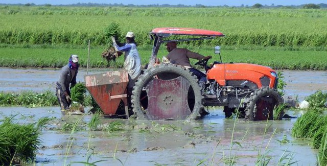 Việt Nam mang sang một thứ chưa từng có, Cuba hồi sinh những cánh đồng từng tuyệt vọng, lúa cao gần 1,8m- Ảnh 1.
