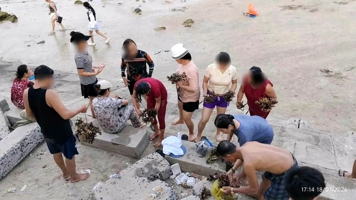 D&ugrave; c&oacute; biển cấm, nh&oacute;m du kh&aacute;ch vẫn bẻ, nhặt san h&ocirc; ở H&ograve;n Chồng mang về- Ảnh 1.