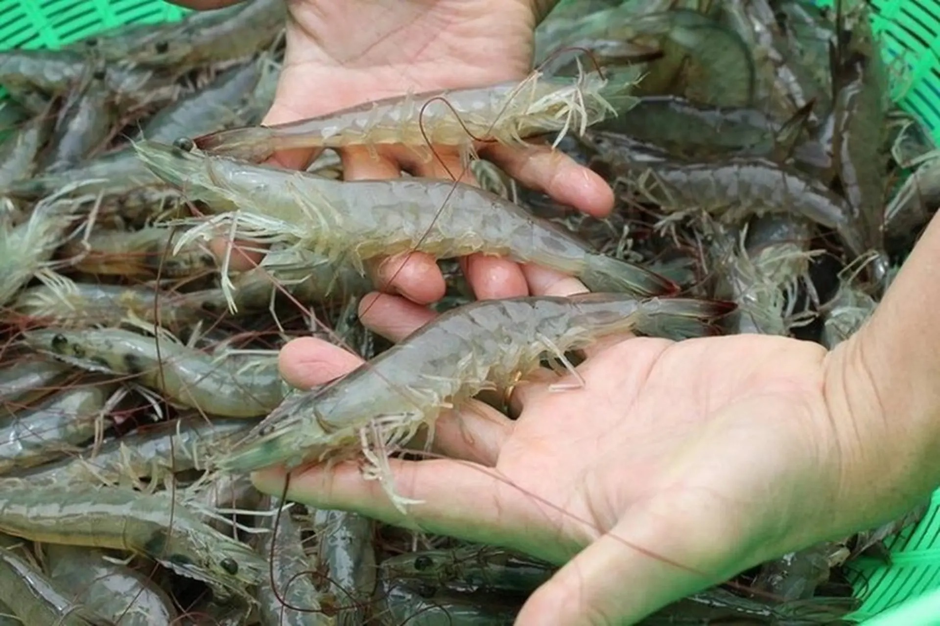 V&igrave; sao gọi l&agrave; "đắt như t&ocirc;m tươi"? - Ảnh 2.