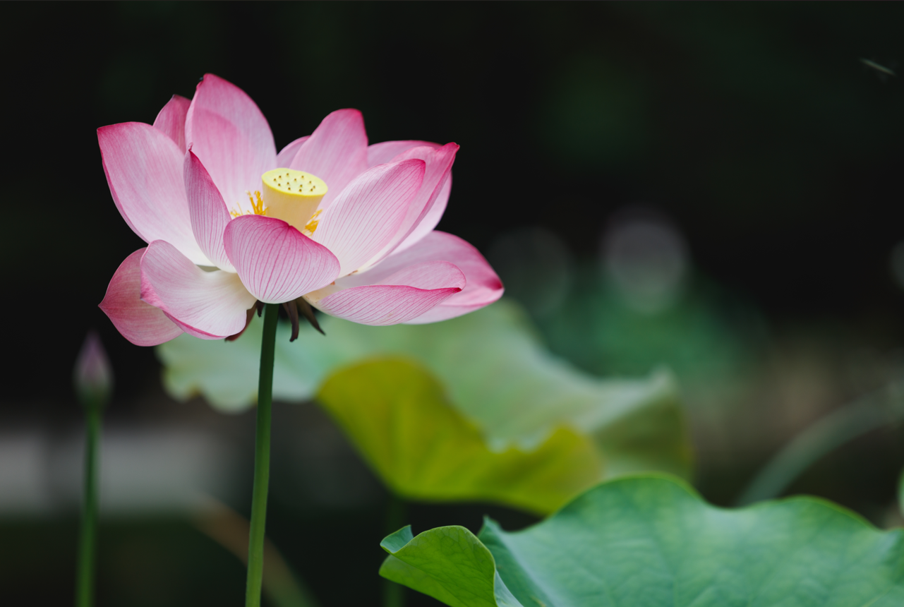 5 loại c&acirc;y &ldquo;h&uacute;t&rdquo; vận may, n&ecirc;n trồng trong s&acirc;n nh&agrave; - Ảnh 5.