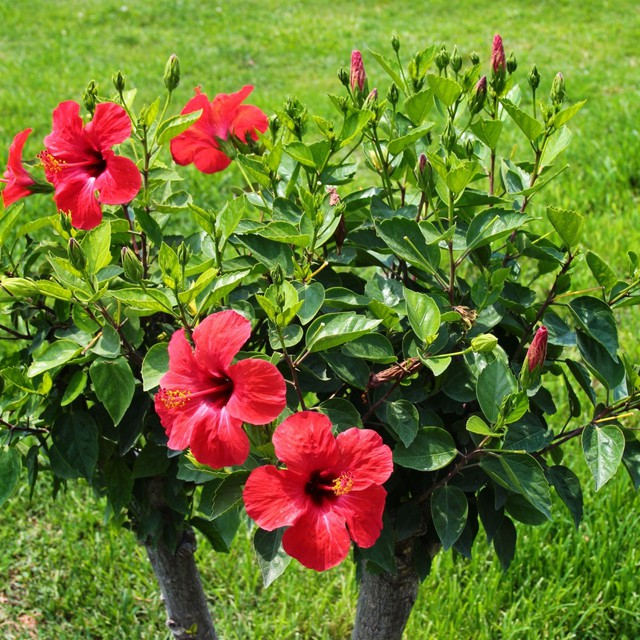 V&igrave; sao lại gọi l&agrave; c&acirc;y d&acirc;m bụt? - Ảnh 1.