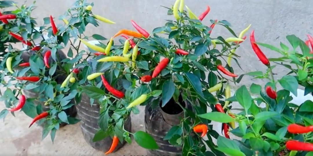 Chỉ với những chiếc x&ocirc; nhựa, b&agrave; cụ thu hoạch gần 25kg ớt: Cư d&acirc;n mạng trầm trồ "Đ&uacute;ng l&agrave; cao thủ l&agrave;m vườn"- Ảnh 2.