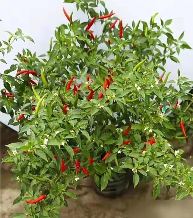 Chỉ với những chiếc x&ocirc; nhựa, b&agrave; cụ thu hoạch gần 25kg ớt: Cư d&acirc;n mạng trầm trồ "Đ&uacute;ng l&agrave; cao thủ l&agrave;m vườn"- Ảnh 7.