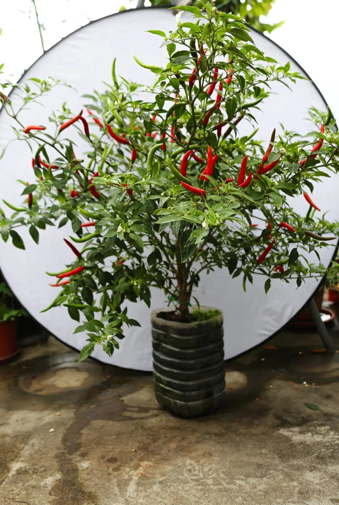 Chỉ với những chiếc x&ocirc; nhựa, b&agrave; cụ thu hoạch gần 25kg ớt: Cư d&acirc;n mạng trầm trồ "Đ&uacute;ng l&agrave; cao thủ l&agrave;m vườn"- Ảnh 6.