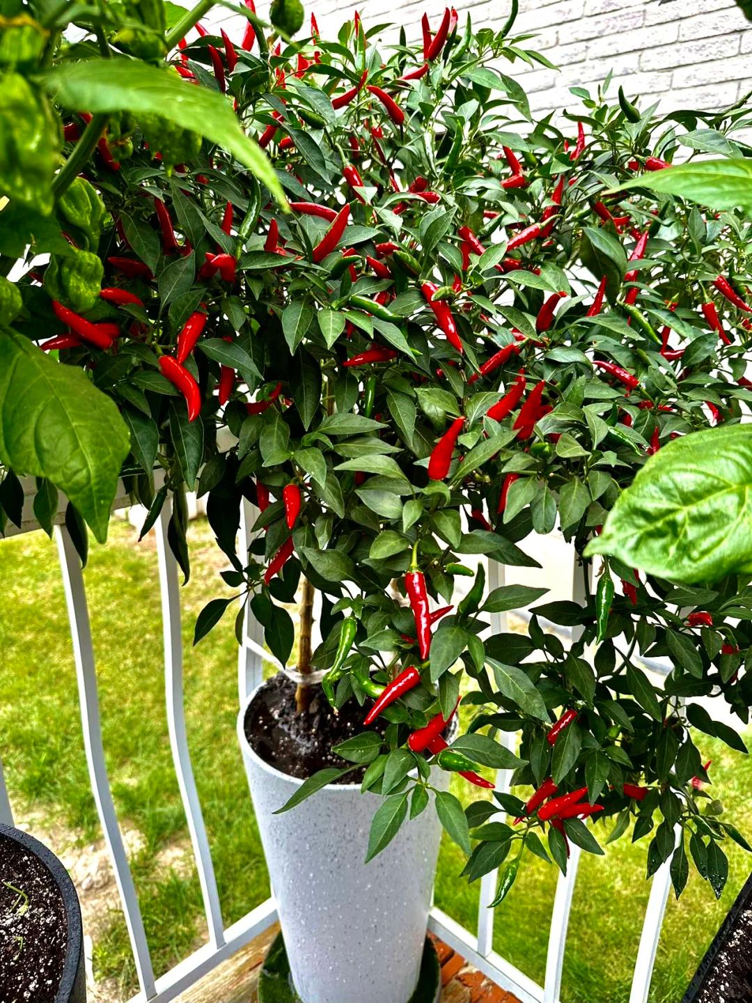 Chỉ với những chiếc x&ocirc; nhựa, b&agrave; cụ thu hoạch gần 25kg ớt: Cư d&acirc;n mạng trầm trồ "Đ&uacute;ng l&agrave; cao thủ l&agrave;m vườn"- Ảnh 10.