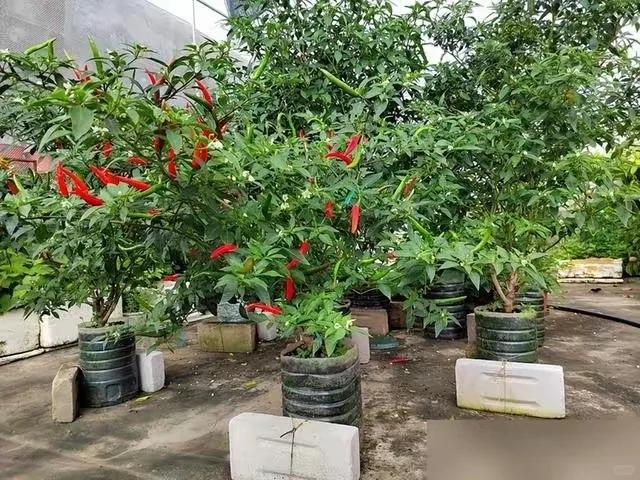 Chỉ với những chiếc x&ocirc; nhựa, b&agrave; cụ thu hoạch gần 25kg ớt: Cư d&acirc;n mạng trầm trồ "Đ&uacute;ng l&agrave; cao thủ l&agrave;m vườn"- Ảnh 1.