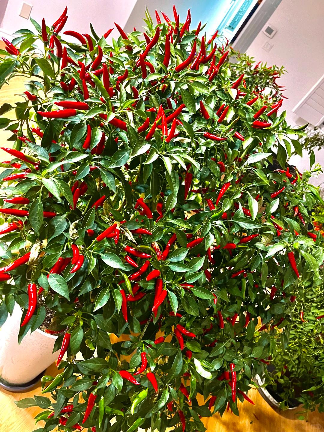 Chỉ với những chiếc x&ocirc; nhựa, b&agrave; cụ thu hoạch gần 25kg ớt: Cư d&acirc;n mạng trầm trồ "Đ&uacute;ng l&agrave; cao thủ l&agrave;m vườn"- Ảnh 8.