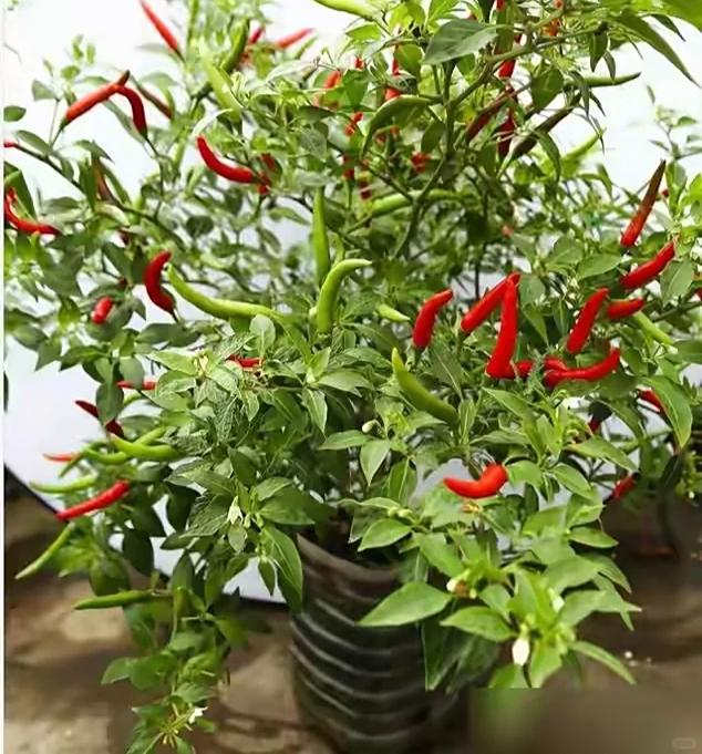 Chỉ với những chiếc x&ocirc; nhựa, b&agrave; cụ thu hoạch gần 25kg ớt: Cư d&acirc;n mạng trầm trồ "Đ&uacute;ng l&agrave; cao thủ l&agrave;m vườn"- Ảnh 3.