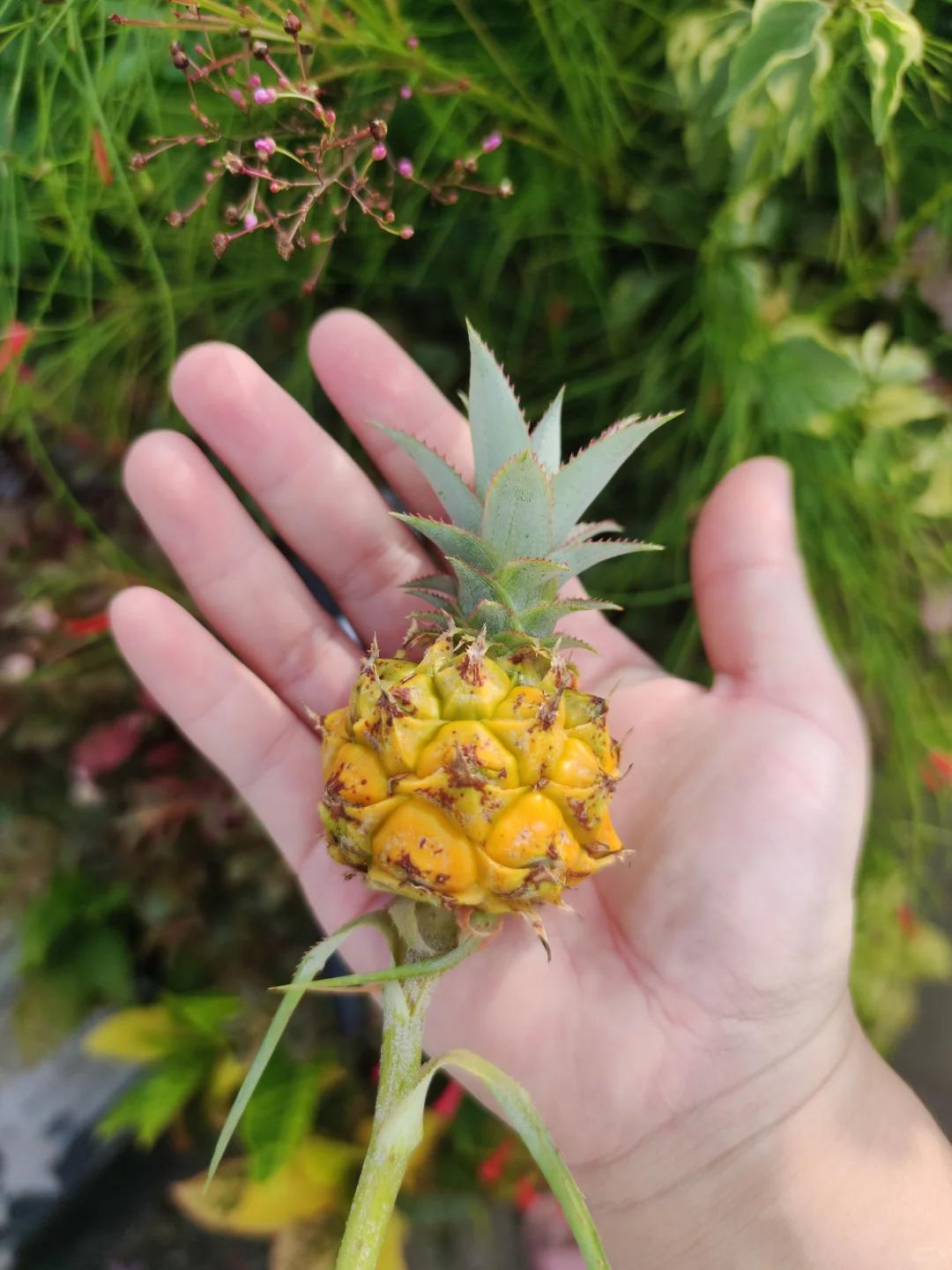 Chậu dứa mini của b&agrave; ngoại bất ngờ g&acirc;y sốt mạng x&atilde; hội: Hơn 100.000 người c&ugrave;ng "xin v&iacute;a" v&igrave; qu&aacute; dễ thương, ai ngắm cũng thấy l&ograve;ng dịu lại- Ảnh 5.