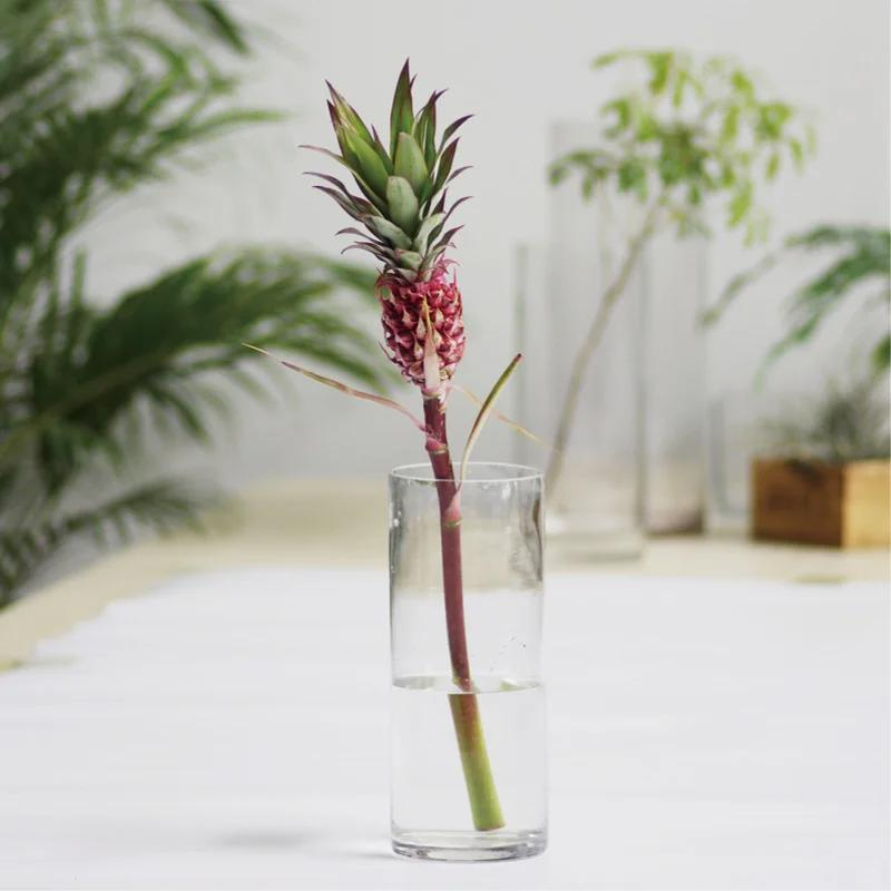 Chậu dứa mini của b&agrave; ngoại bất ngờ g&acirc;y sốt mạng x&atilde; hội: Hơn 100.000 người c&ugrave;ng "xin v&iacute;a" v&igrave; qu&aacute; dễ thương, ai ngắm cũng thấy l&ograve;ng dịu lại- Ảnh 9.