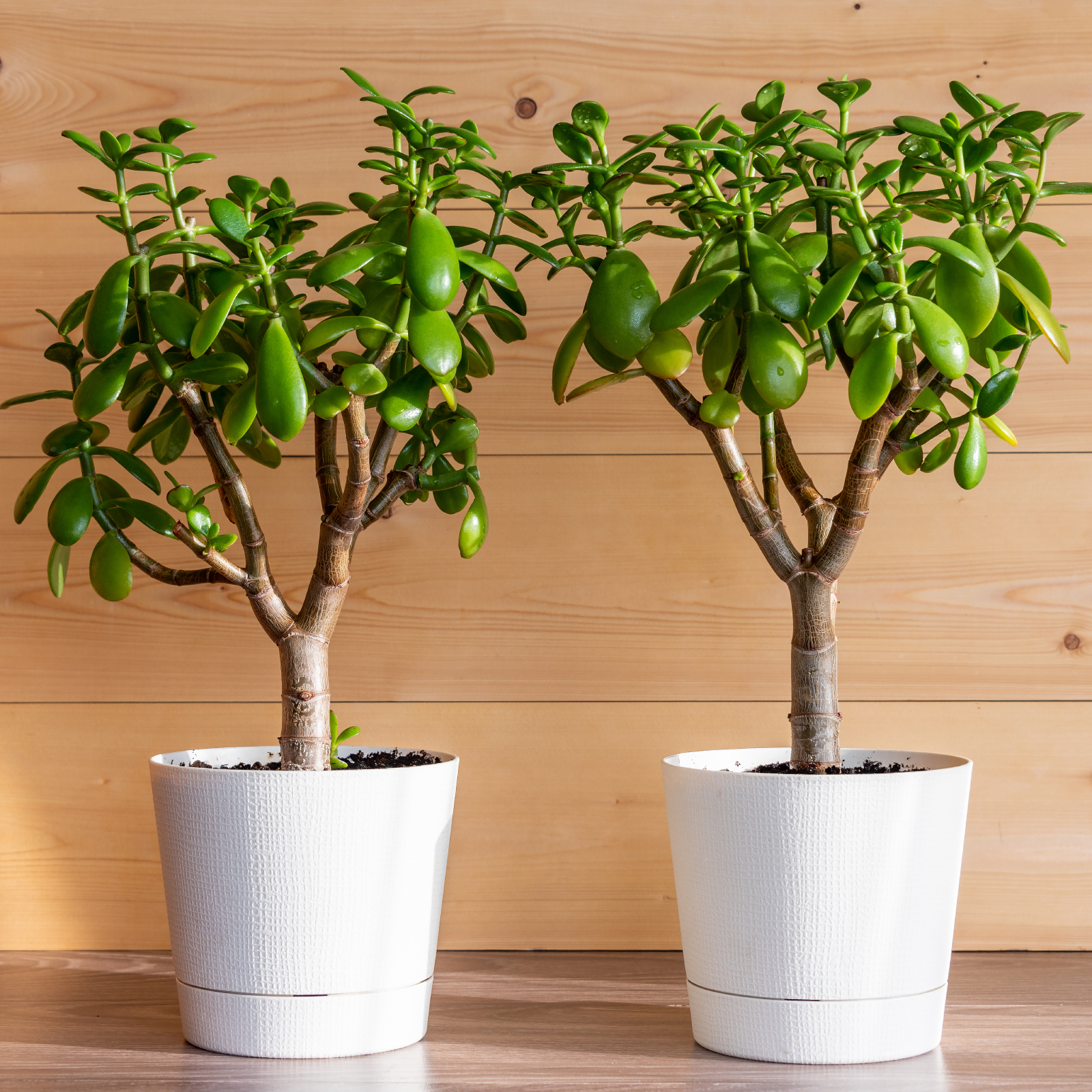 V&igrave; sao kh&ocirc;ng n&ecirc;n đặt c&acirc;y xương rồng trước cửa nh&agrave;? Đ&acirc;y l&agrave; điều nhiều gia đ&igrave;nh chưa biết - Ảnh 2.