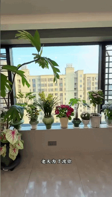 Dụi mắt 1 tỷ lần trước "căn hộ tr&ecirc;n kh&ocirc;ng" của ph&aacute;p sư Trung Hoa: Trồng hơn 200 chậu c&acirc;y đẹp qu&ecirc;n cả mặt đất- Ảnh 2.