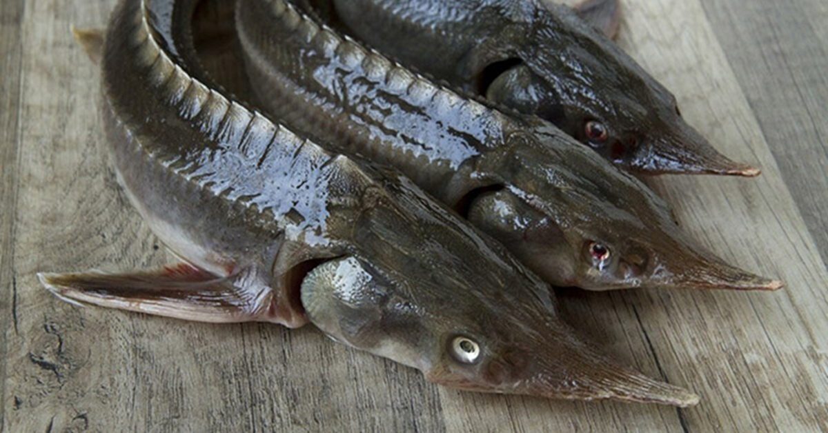 5 loại c&aacute; gi&agrave;u omega-3 bậc nhất - Ảnh 2.