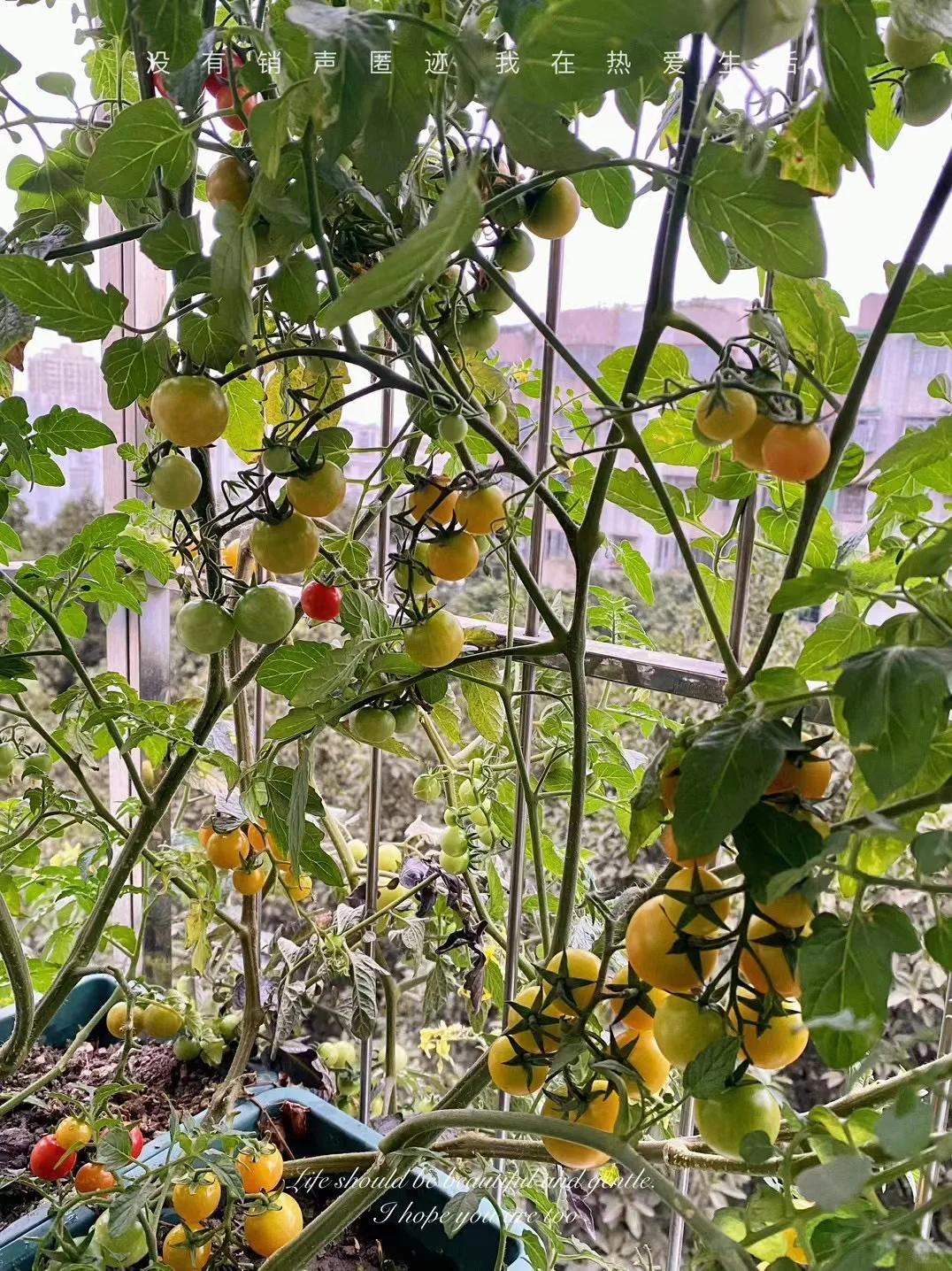 Từng trồng hoa "c&acirc;y n&agrave;o chết c&acirc;y đ&oacute;", người phụ nữ bất ngờ thu hoạch c&agrave; chua mỗi ng&agrave;y nhờ thay đổi đ&uacute;ng một điều - Ảnh 2.