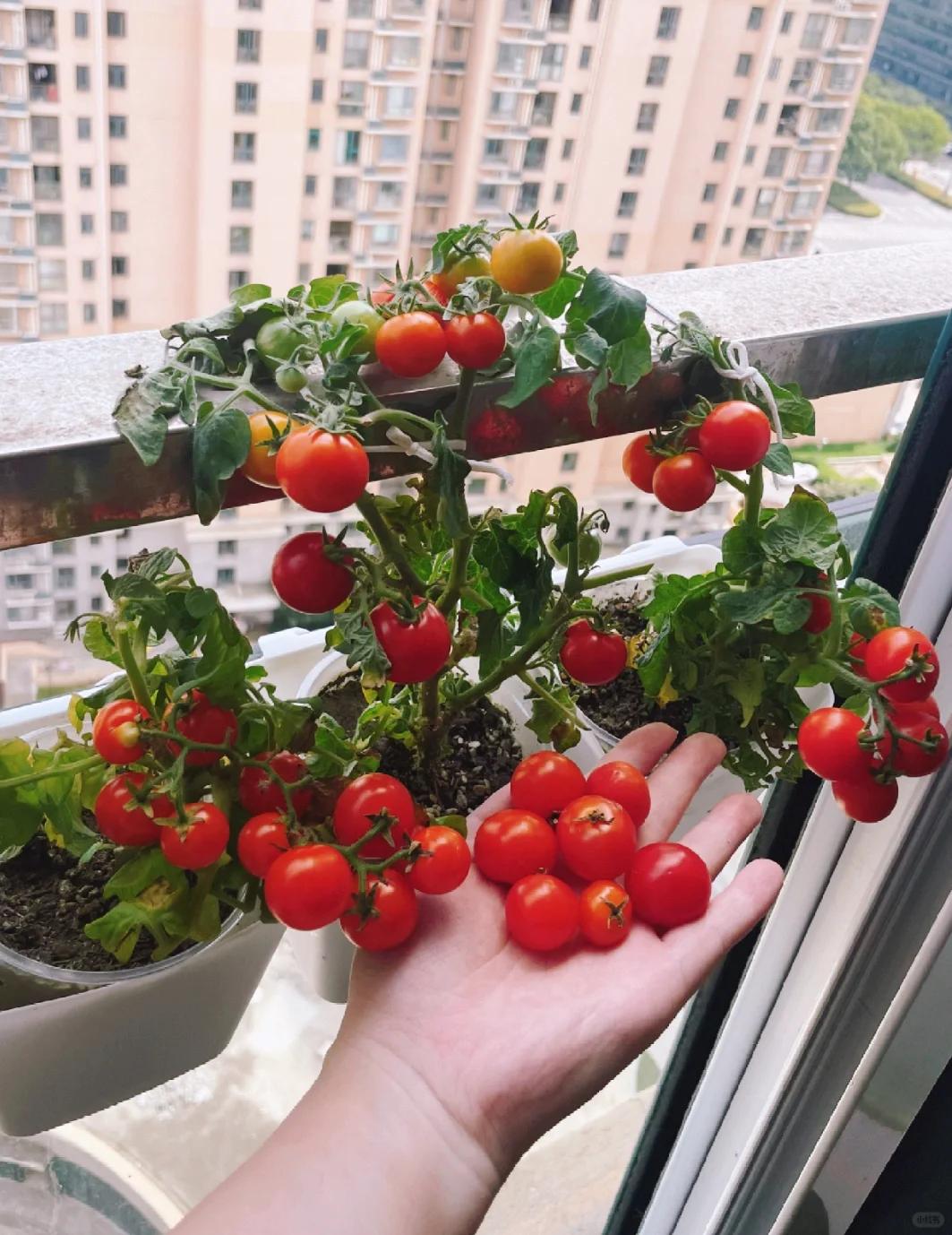 Từng trồng hoa "c&acirc;y n&agrave;o chết c&acirc;y đ&oacute;", người phụ nữ bất ngờ thu hoạch c&agrave; chua mỗi ng&agrave;y nhờ thay đổi đ&uacute;ng một điều - Ảnh 1.