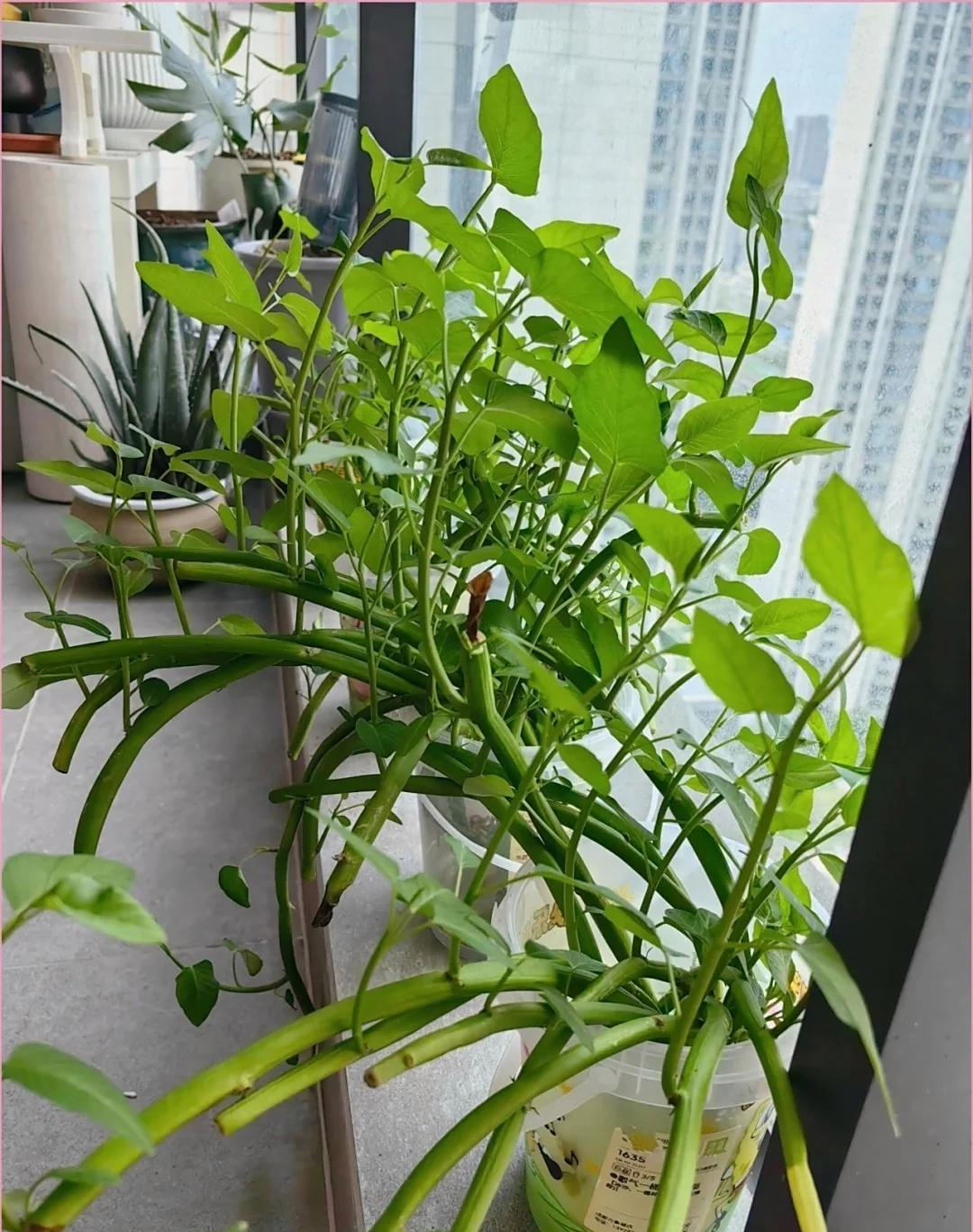 Chỉ từ v&agrave;i cọng rau muống v&agrave; một cốc nước, c&ocirc; g&aacute;i trẻ thu hoạch cả chậu rau sau một th&aacute;ng: C&aacute;ch trồng thủy canh khiến nhiều người muốn l&agrave;m theo- Ảnh 4.