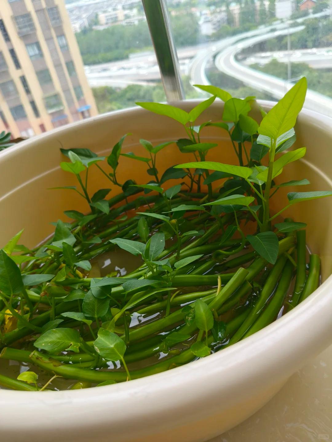 Chỉ từ v&agrave;i cọng rau muống v&agrave; một cốc nước, c&ocirc; g&aacute;i trẻ thu hoạch cả chậu rau sau một th&aacute;ng: C&aacute;ch trồng thủy canh khiến nhiều người muốn l&agrave;m theo- Ảnh 2.