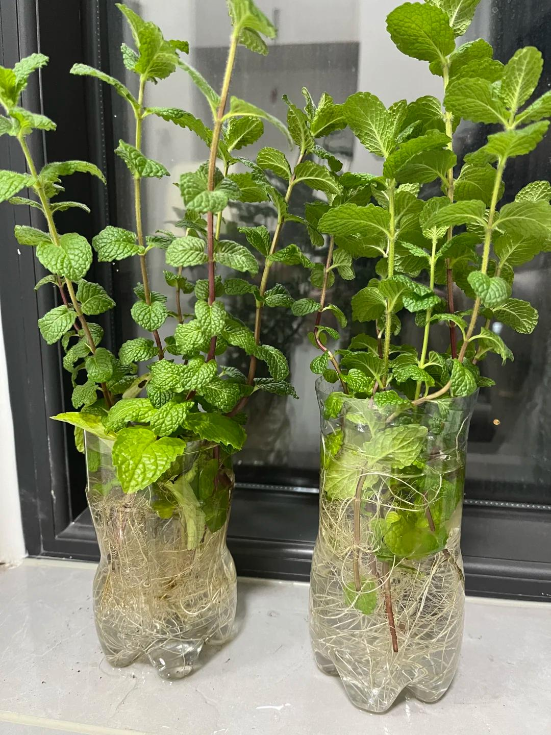 Chỉ từ v&agrave;i cọng rau muống v&agrave; một cốc nước, c&ocirc; g&aacute;i trẻ thu hoạch cả chậu rau sau một th&aacute;ng: C&aacute;ch trồng thủy canh khiến nhiều người muốn l&agrave;m theo- Ảnh 10.