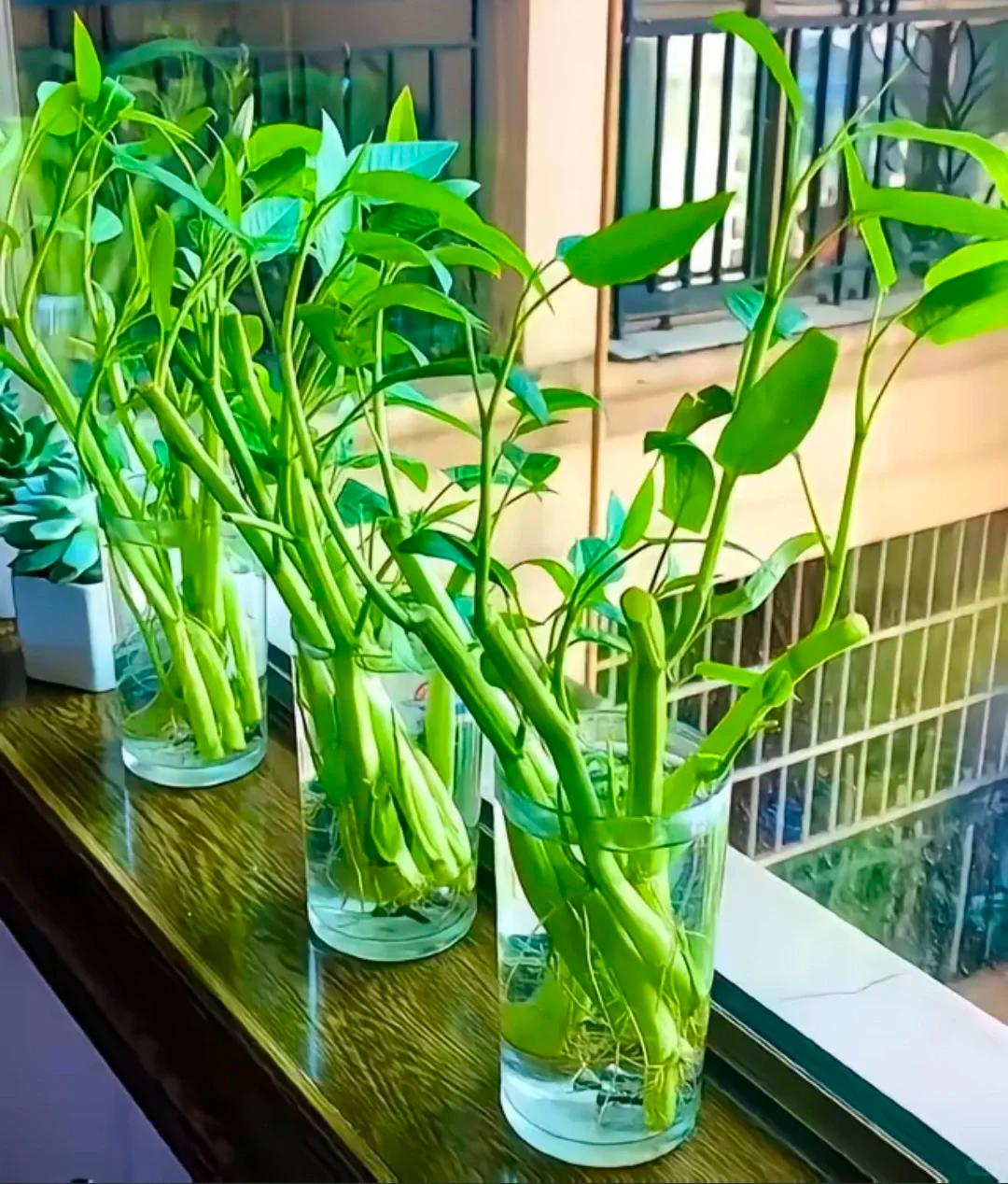 Chỉ từ v&agrave;i cọng rau muống v&agrave; một cốc nước, c&ocirc; g&aacute;i trẻ thu hoạch cả chậu rau sau một th&aacute;ng: C&aacute;ch trồng thủy canh khiến nhiều người muốn l&agrave;m theo- Ảnh 3.