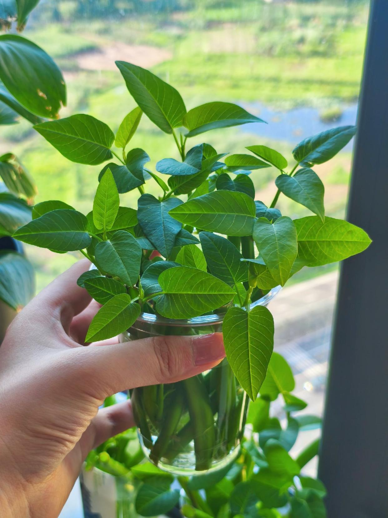 Chỉ từ v&agrave;i cọng rau muống v&agrave; một cốc nước, c&ocirc; g&aacute;i trẻ thu hoạch cả chậu rau sau một th&aacute;ng: C&aacute;ch trồng thủy canh khiến nhiều người muốn l&agrave;m theo- Ảnh 5.