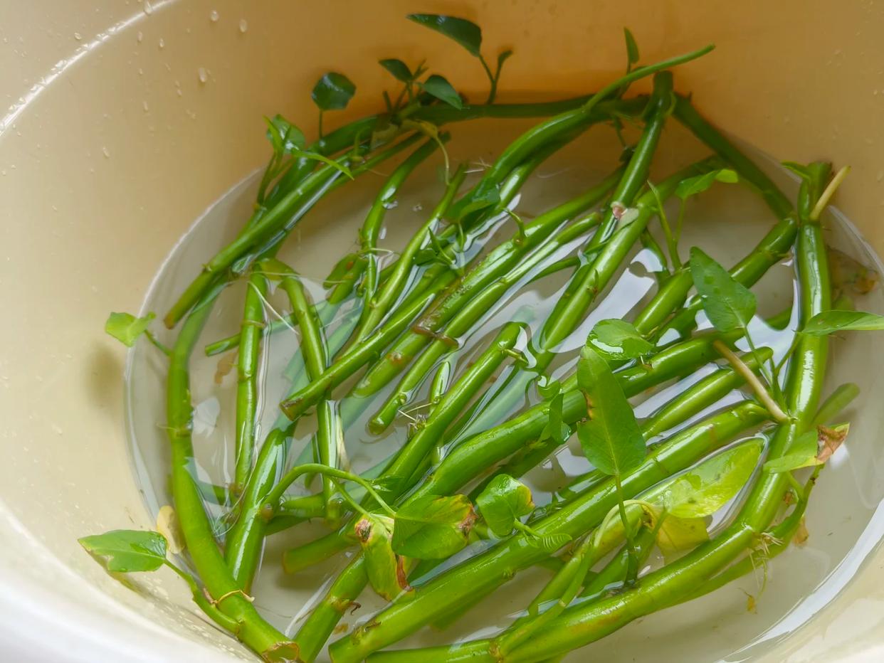 Chỉ từ v&agrave;i cọng rau muống v&agrave; một cốc nước, c&ocirc; g&aacute;i trẻ thu hoạch cả chậu rau sau một th&aacute;ng: C&aacute;ch trồng thủy canh khiến nhiều người muốn l&agrave;m theo- Ảnh 7.