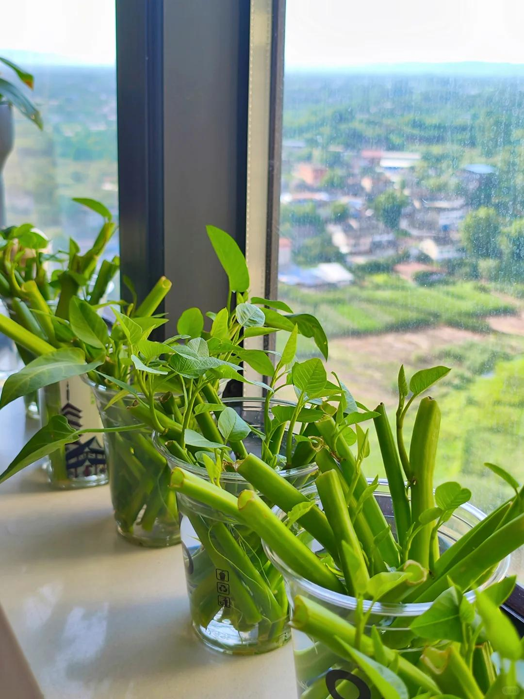 Chỉ từ v&agrave;i cọng rau muống v&agrave; một cốc nước, c&ocirc; g&aacute;i trẻ thu hoạch cả chậu rau sau một th&aacute;ng: C&aacute;ch trồng thủy canh khiến nhiều người muốn l&agrave;m theo- Ảnh 6.